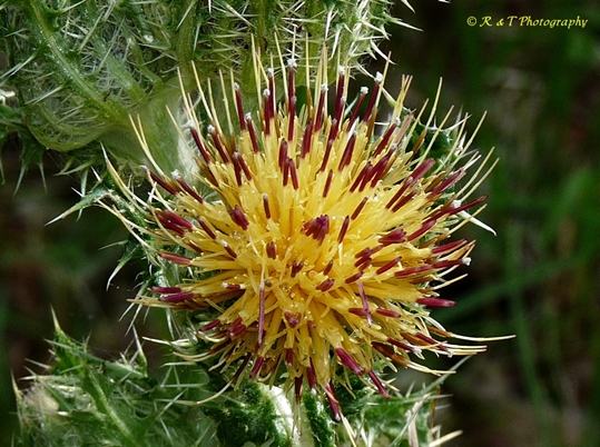 {Cirsium horridulum}